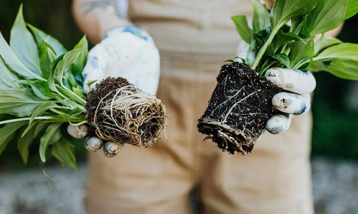 Bananenschalen – ein unterschätzter Schatz für die Landwirtschaft