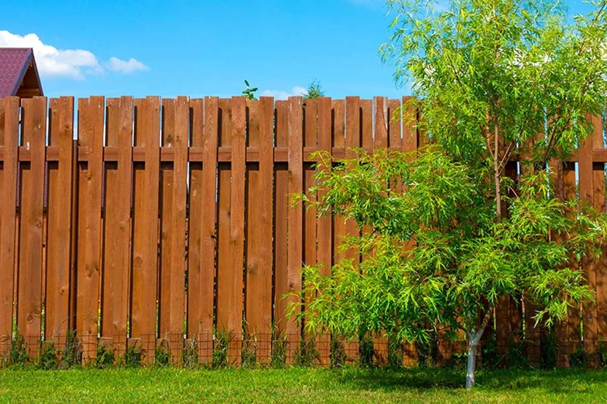 Was tun, wenn der Nachbarbaum überhängt? Rechte und Pflichten