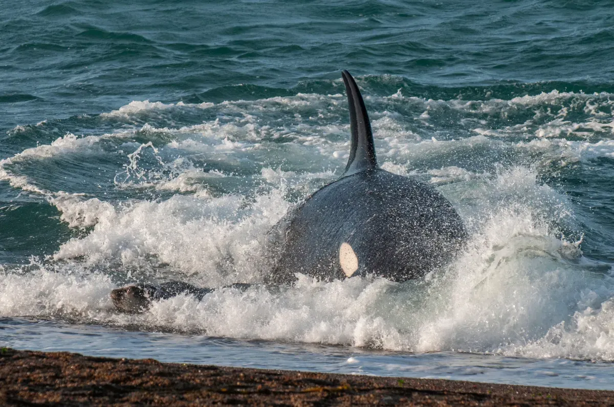 Orcas greifen Schiffe im Nordatlantik an – ungewöhnliche Fälle