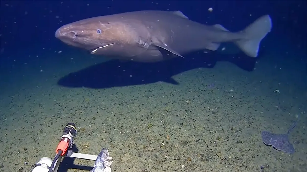 Erstes Video eines Schläferhais in der Antarktis